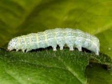 Orthosia cerasi IV_латерально